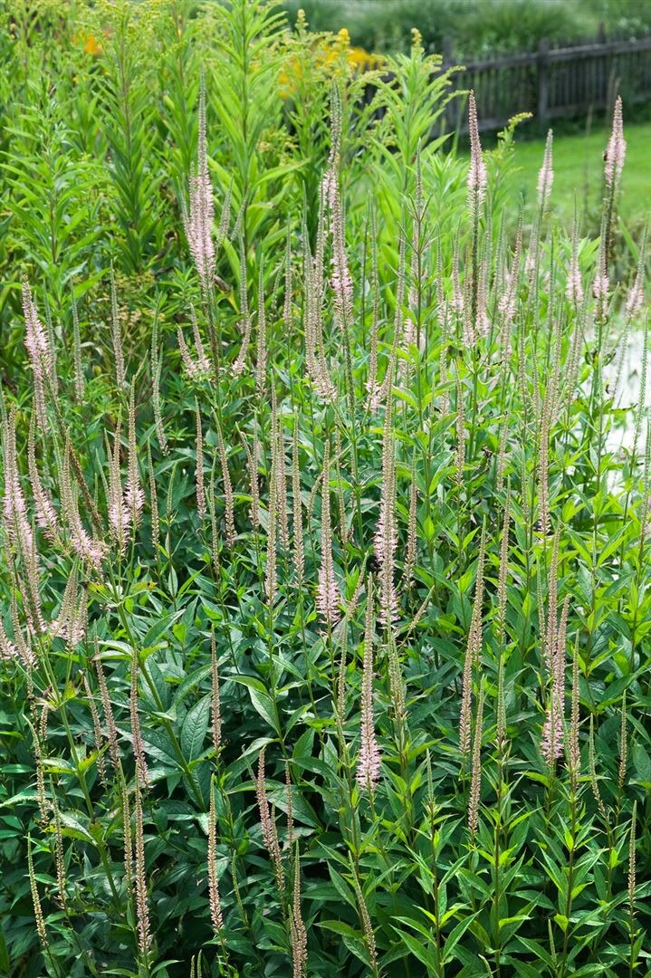 Veronica virginica 'Pink Glow', rosa Bl&uuml;ten, ca. 9x9 cm Topf - Bild 1