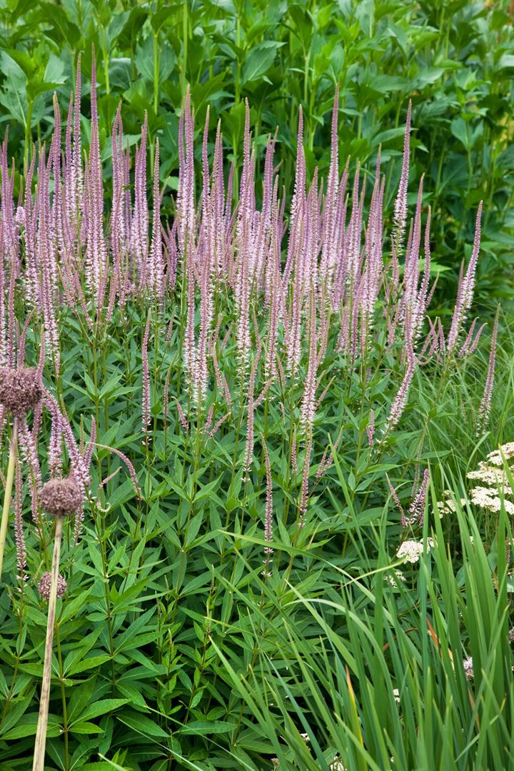 Veronicastrum virginicum 'Roseum', rosa, ca. 9x9 cm Topf - Bild 1