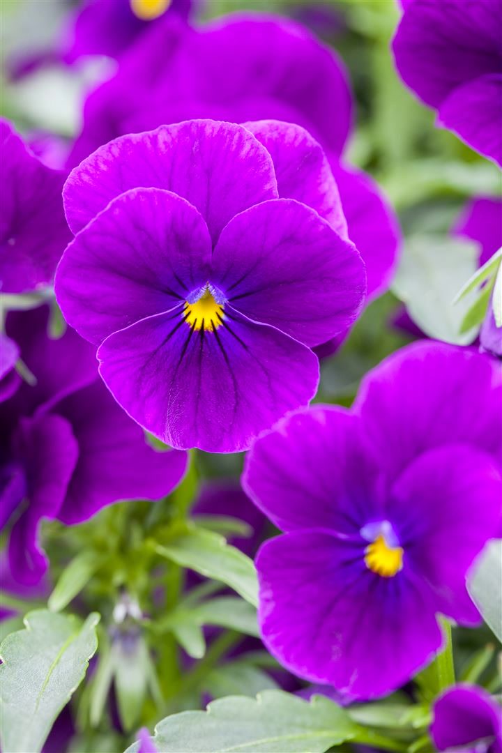 Viola cornuta 'Hansa', Hornveilchen, violett, ca. 9x9 cm Topf - Bild 1