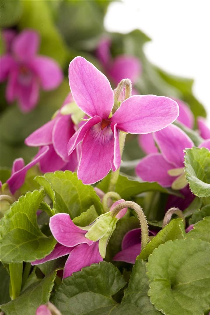 Viola odorata, Duftveilchen, violett, ca. 9x9 cm Topf - Bild 1