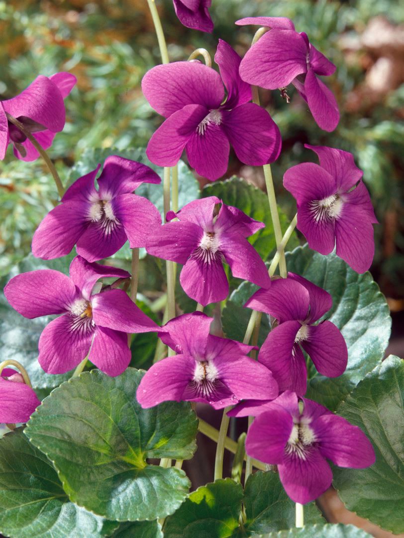 Viola sororia 'Rubra', Veilchen, rubinrot, ca. 9x9 cm Topf - Bild 1
