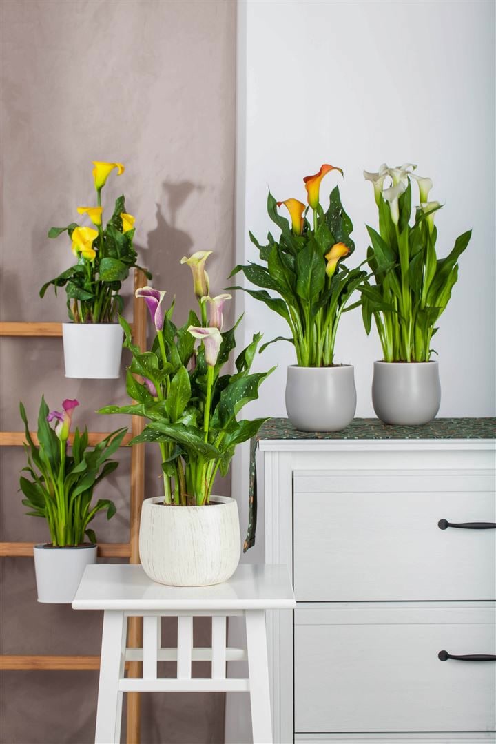 Zantedeschia aethiopica, Calla, wei&szlig;, ca. 11x11 cm Topf - Bild 1