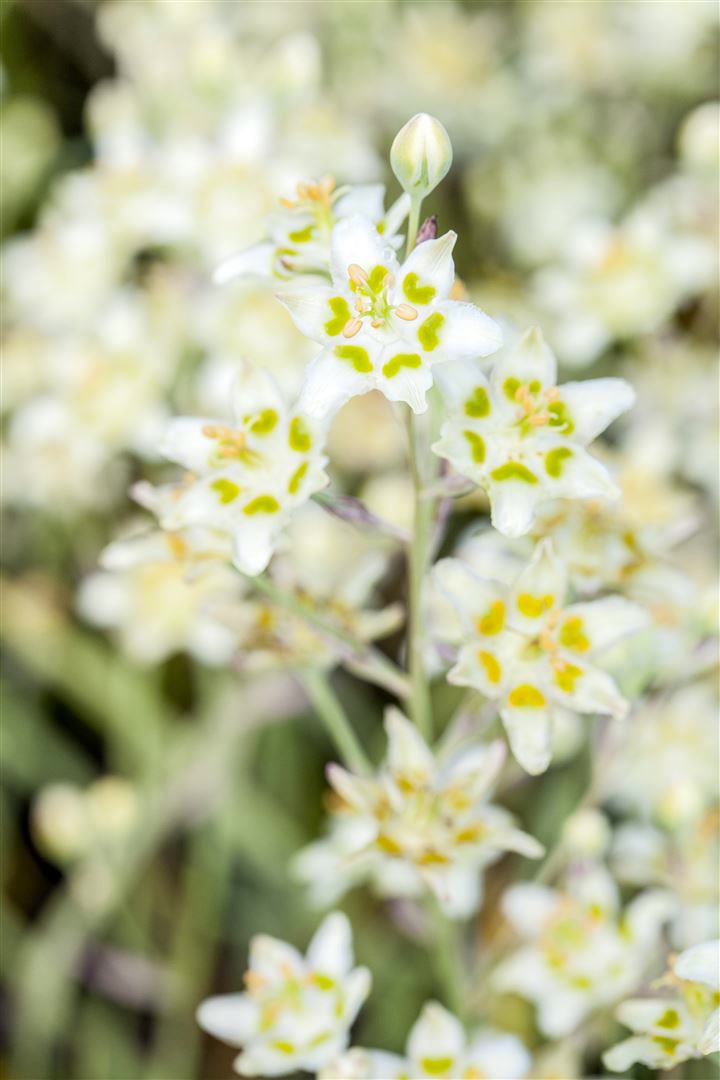 Zigadenus elegans, elegante Bl&uuml;ten, ca. 9x9 cm Topf - Bild 1