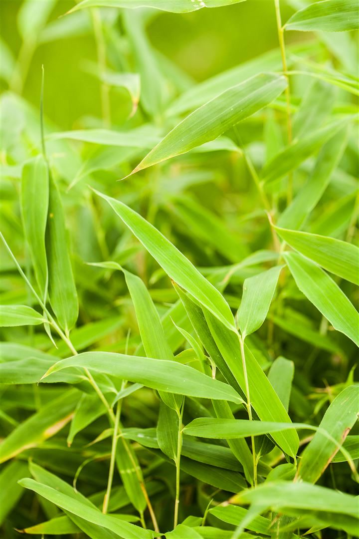 Fargesia murieliae 'Jumbo', Bambus, immergr&uuml;n, 125&ndash;150 cm - Bild 1