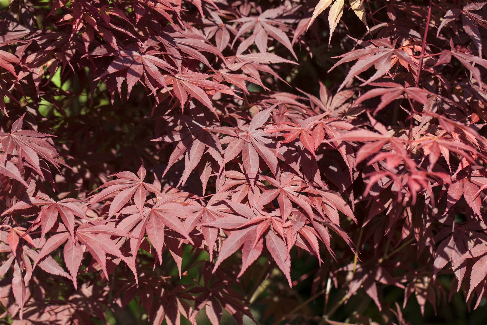 Acer palmatum 'Bloodgood', Japanischer Ahorn, tiefrot, 60&ndash;80 cm - Bild 1