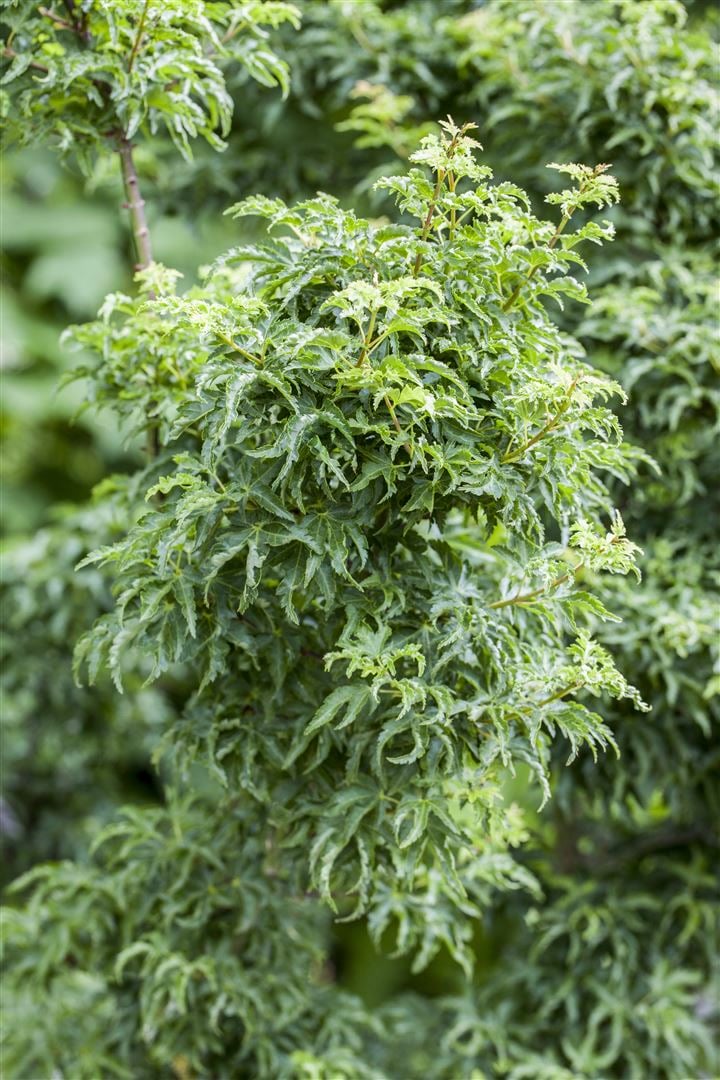 Acer palmatum 'Shishigashira', Japanischer Ahorn, 60 cm Stammh&ouml;he - Bild 1