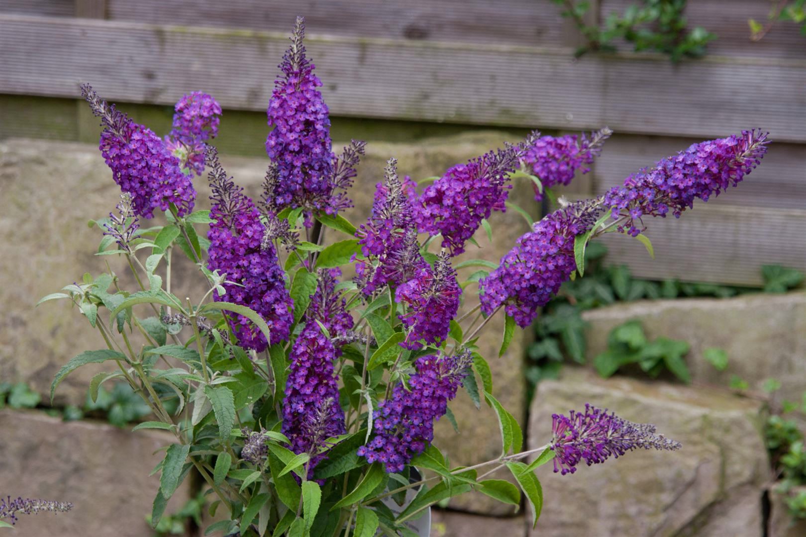 Buddleja 'Buzz Pink Purple', Schmetterlingsflieder, pink-lila, 40&ndash;60 cm - Bild 1