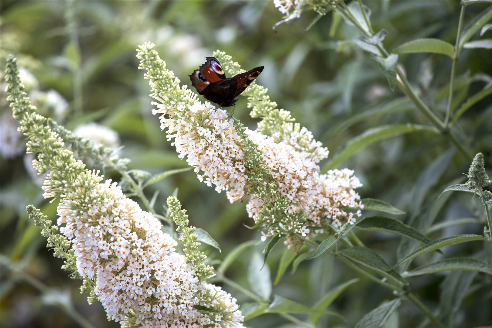 Buddleja davidii 'Nanho White', Schmetterlingsflieder, wei&szlig;, 40&ndash;60 cm - Bild 1