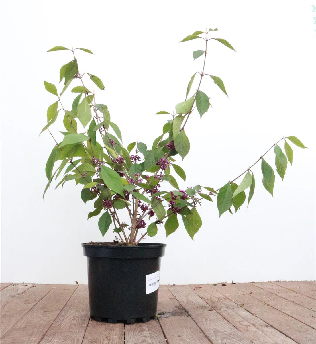 Callicarpa bodinieri 'Profusion', Sch&ouml;nfrucht, violette Beeren, 60&ndash;80 cm - Bild 1