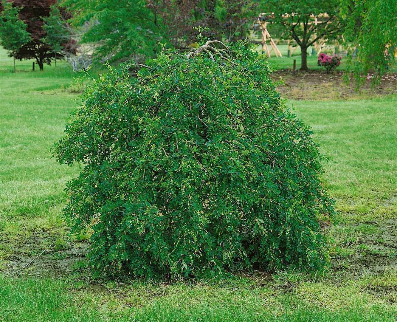 Caragana arborescens 'Pendula', H&auml;nge-Erbsenstrauch, 125 cm Stammh&ouml;he - Bild 1