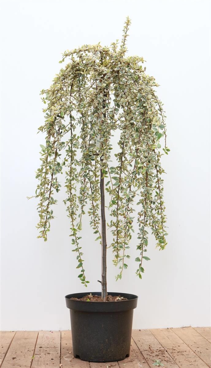 Cotoneaster dammeri 'Juliette', Teppichmispel, immergr&uuml;n, 80 cm Stammh&ouml;he - Bild 1