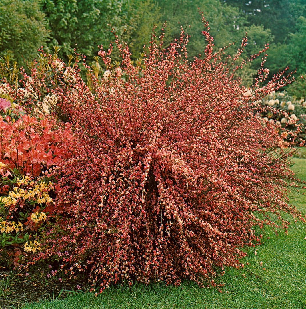 Cytisus praecox 'Hollandia', Besenginster, rosa Bl&uuml;ten, 40&ndash;60 cm - Bild 1