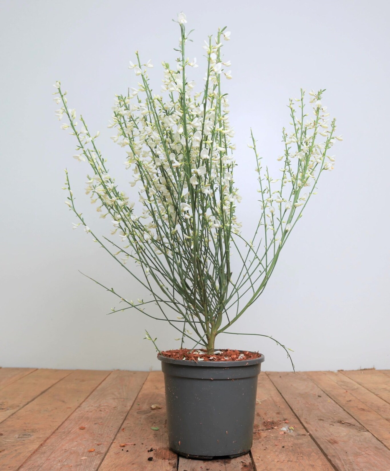 Cytisus praecox ‚White Lion‘, Besenginster, weiß, 40–60 cm | 04063654319009