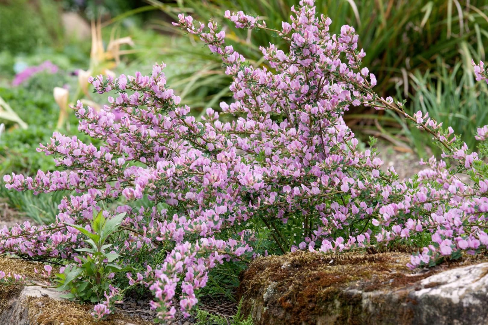 Cytisus purpureus, Purpur-Ginster, 20&ndash;30 cm - Bild 1