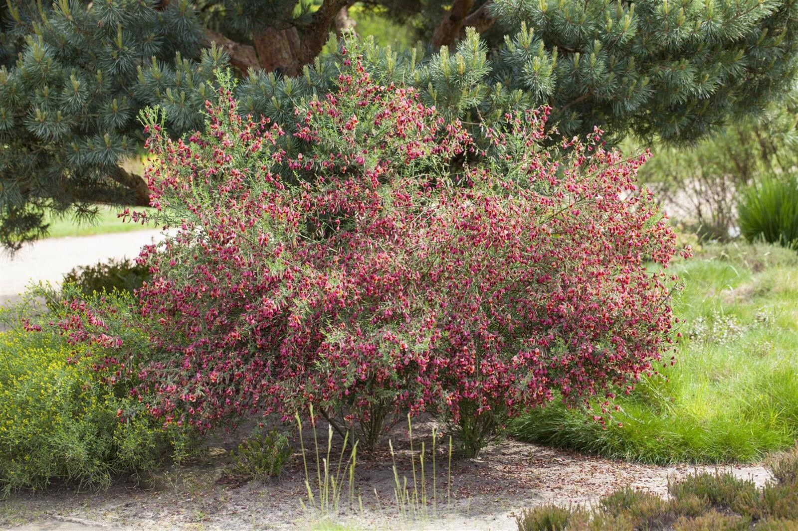 Cytisus scoparius ‚Boskoop Ruby‘, Besenginster, rubinrot, 40–60 cm | 04063654319061