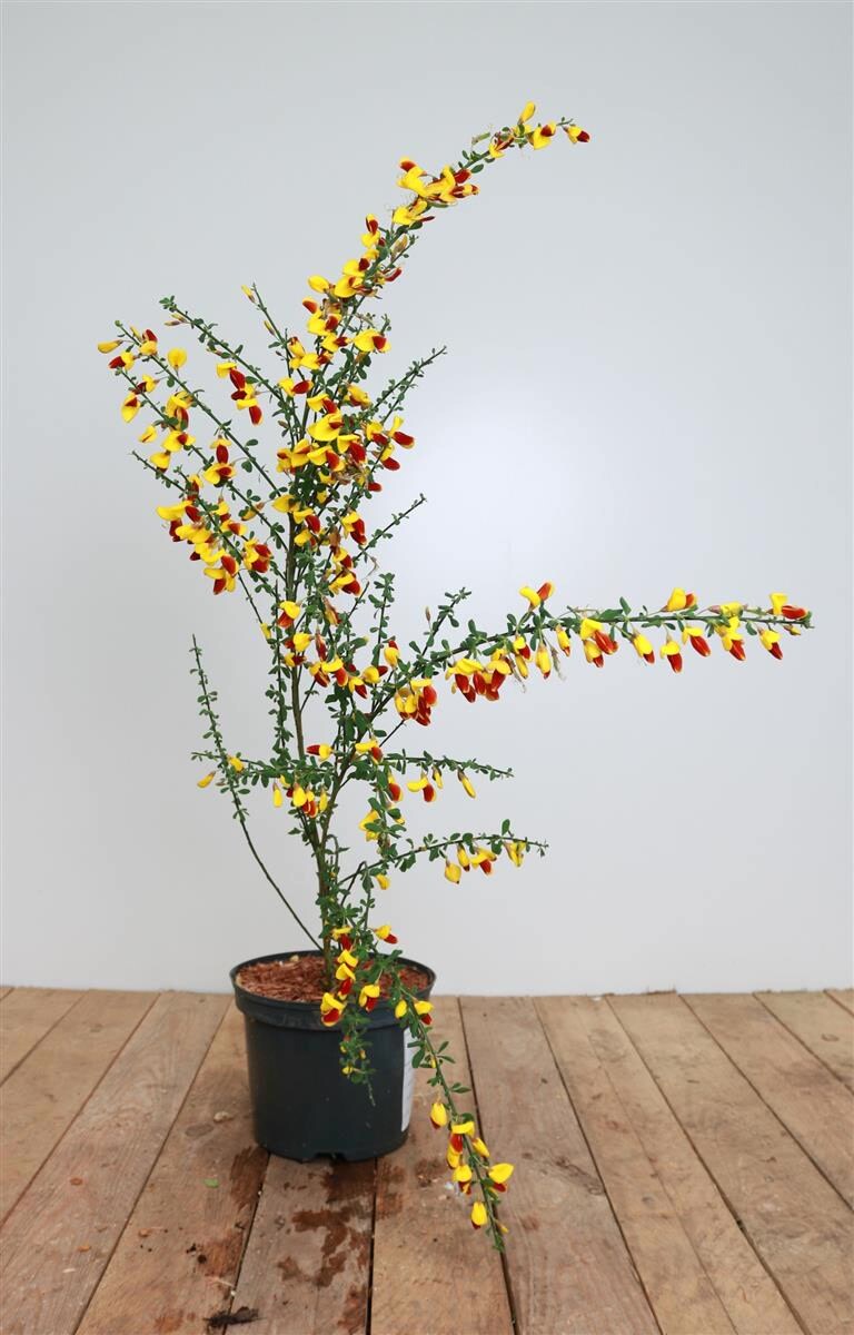 Cytisus scoparius 'Dragonfly', Besenginster, gelb-rot, 30&ndash;40 cm - Bild 1