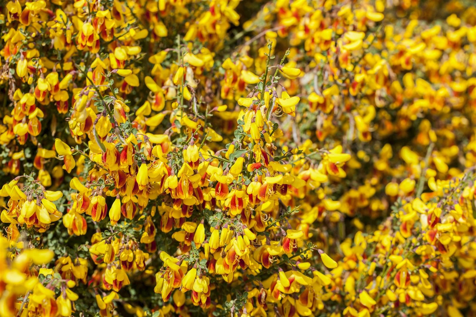 Cytisus scoparius 'Firefly', Besenginster, leuchtend gelb-rot, 30&ndash;40 cm - Bild 1