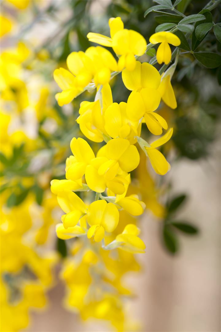 Cytisus scoparius 'Gelber Funke', Besenginster, gelb, 30&ndash;40 cm - Bild 1