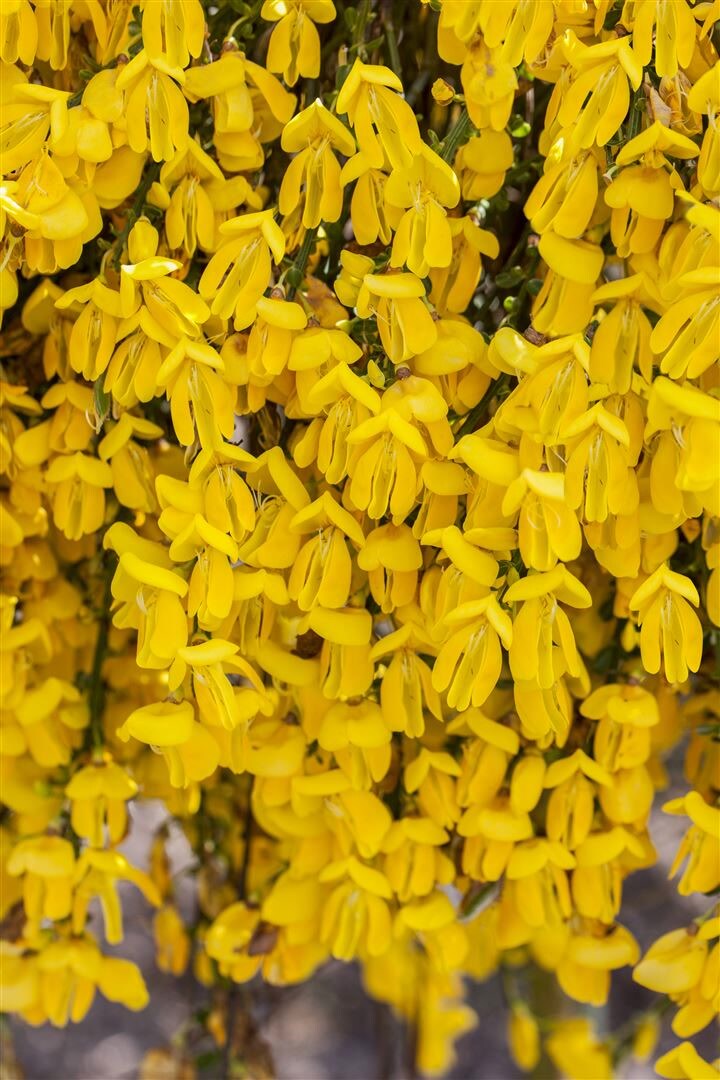 Cytisus scoparius ‚Golden Sunlight‘, Besenginster, gelb, 40–60 cm | 04063654319184
