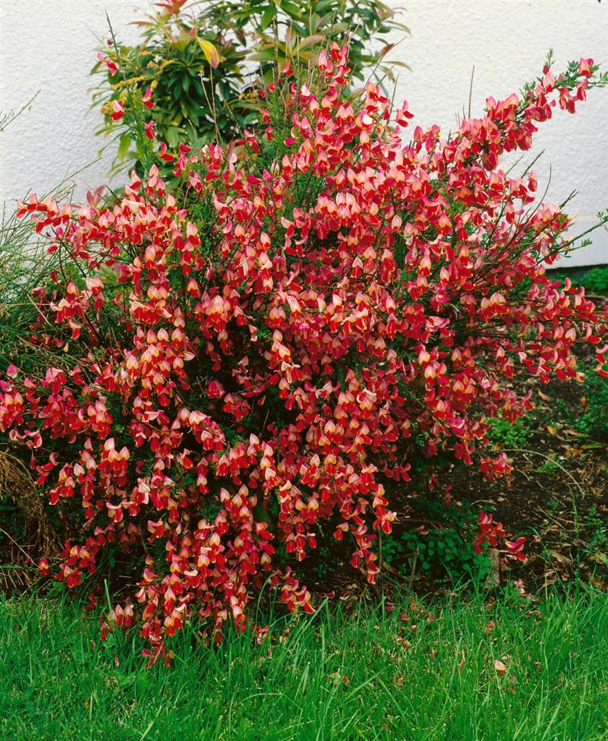 Cytisus scoparius 'La Coquette', Besenginster, rosa, 30&ndash;40 cm - Bild 1