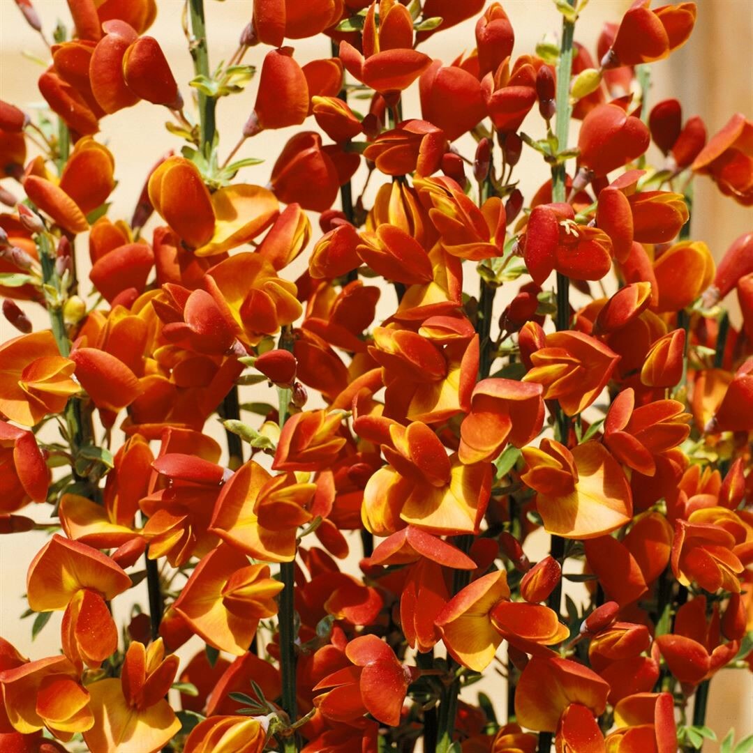 Cytisus scoparius ‚Lena‘, Besenginster, gelb-orange, 30–40 cm | 04063654319269