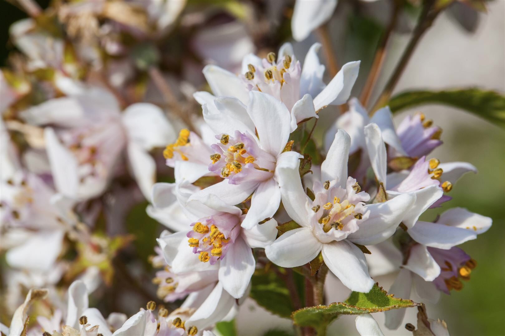 Deutzia kalmiiflora, Maiblumenstrauch, rosa Blüten, 60–100 cm | 04063654260158
