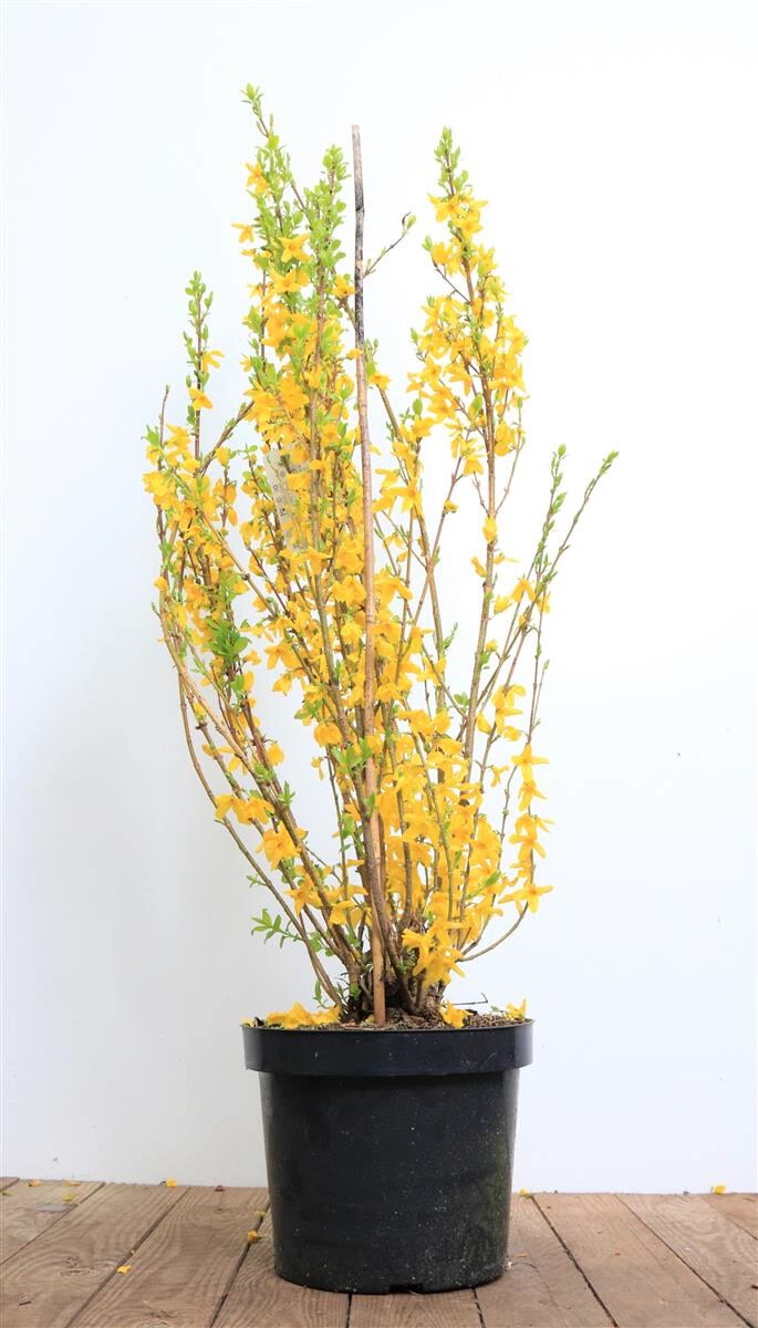 Forsythia ‚Lynwood‘, Goldglöckchen, leuchtend gelb, 60–80 cm | 04063654260189