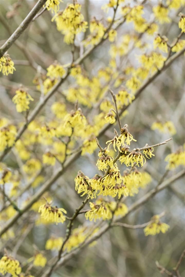 Hamamelis intermedia 'Arnold Promise', Zaubernuss, gelb, 60&ndash;80 cm - Bild 1