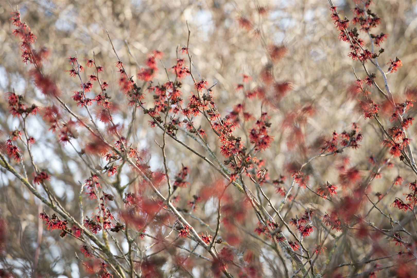Hamamelis intermedia 'Diane', Zaubernuss, rot, 40&ndash;60 cm - Bild 1