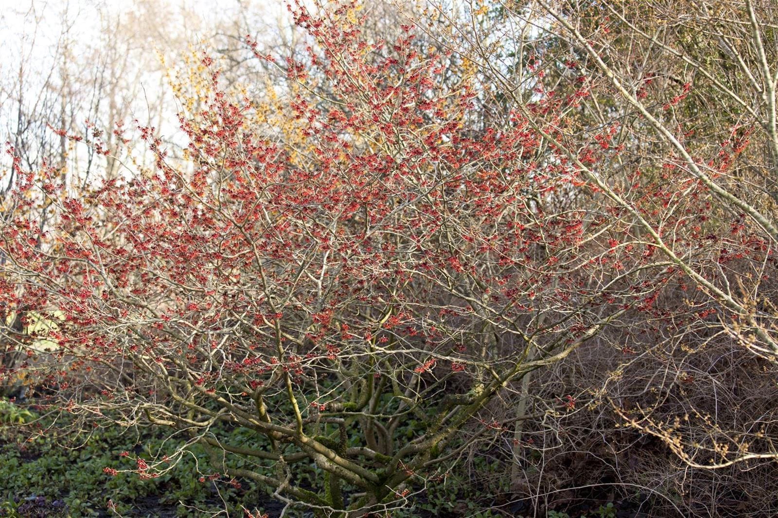 Hamamelis intermedia 'Feuerzauber', Zaubernuss, rot-orange, 60&ndash;80 cm - Bild 1