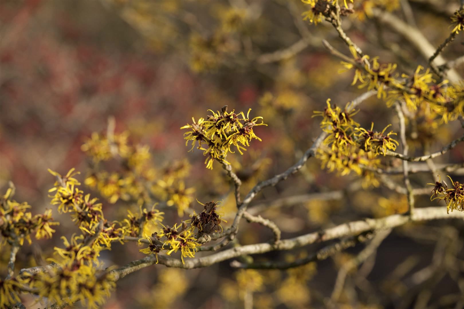Hamamelis intermedia 'Westerstede', Zaubernuss, gelb, 40&ndash;60 cm - Bild 1