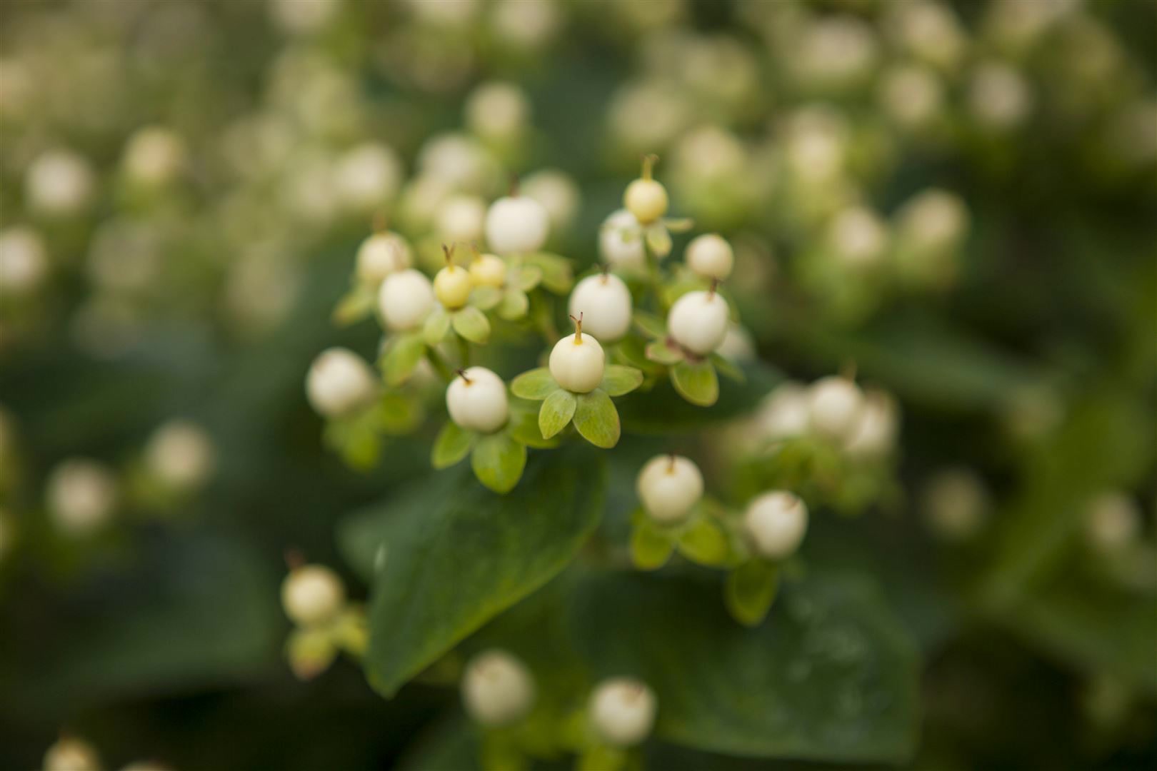 Hypericum inodorum 'Magical White' -R-, Johanniskraut, wei&szlig;, 20&ndash;30 cm - Bild 1