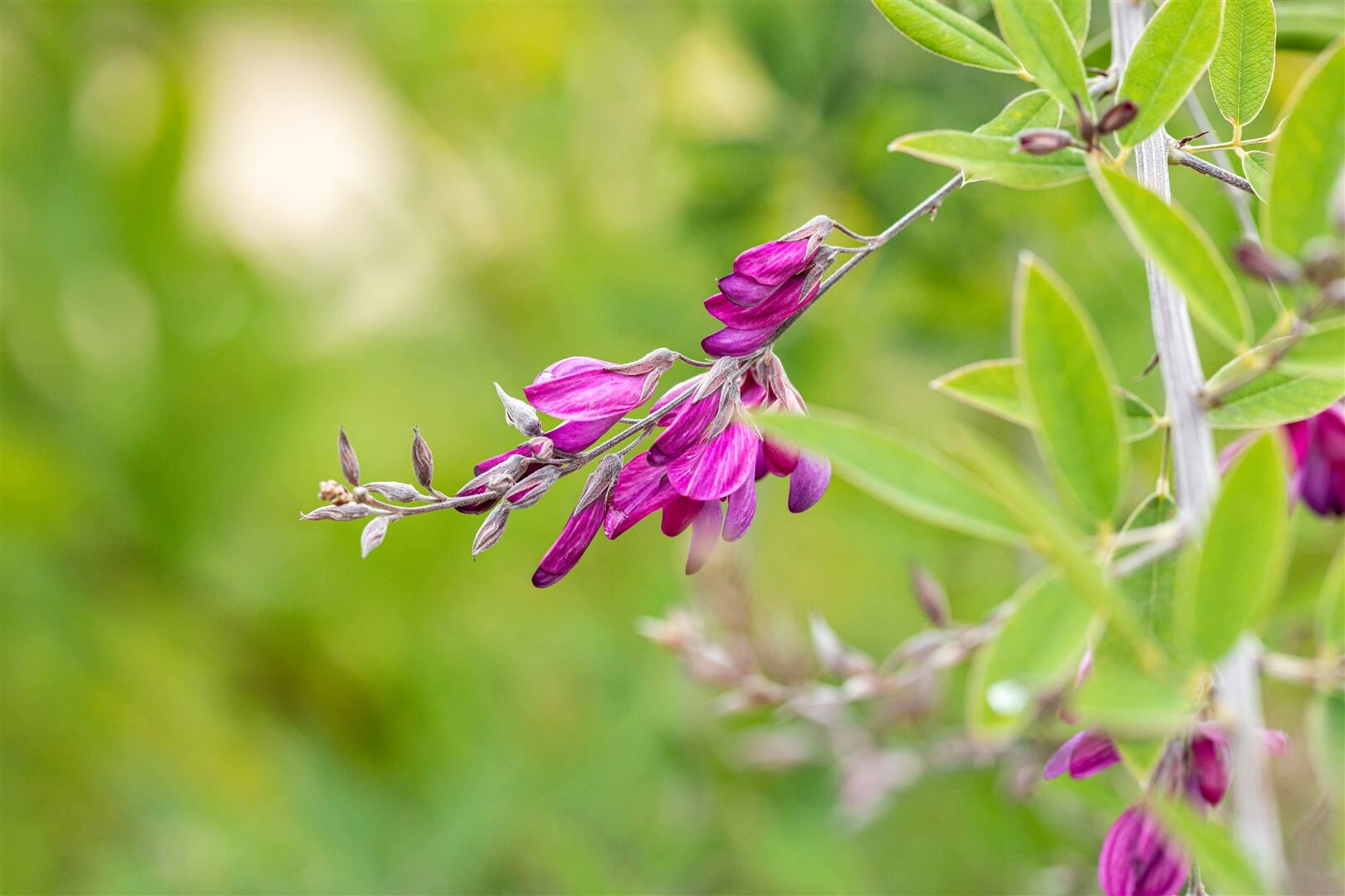 Lespedeza thunbergii, 60–100 cm, rosa Blüten, buschig | 04063654260226