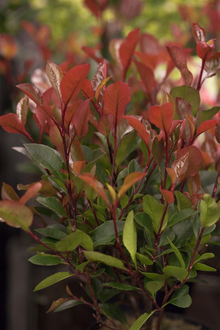Photinia fraseri 'Little Red Robin', Glanzmispel, rot, 20&ndash;30 cm - Bild 1