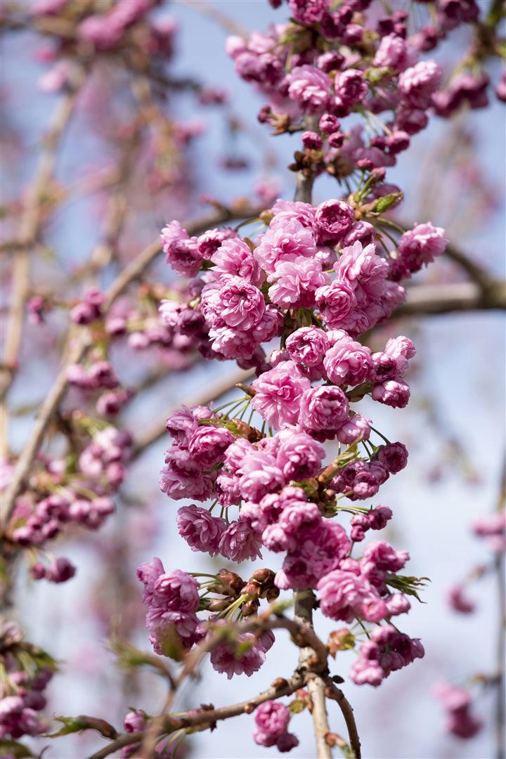 Prunus serrulata 'Kiku-shidare-zakura', H&auml;ngende Kirsche, rosa, 125 cm Stammh&ouml;he - Bild 1