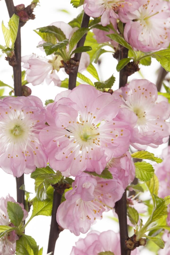 Prunus triloba 'CAC', Mandelb&auml;umchen, rosa Bl&uuml;ten, 80 cm Stammh&ouml;he - Bild 1