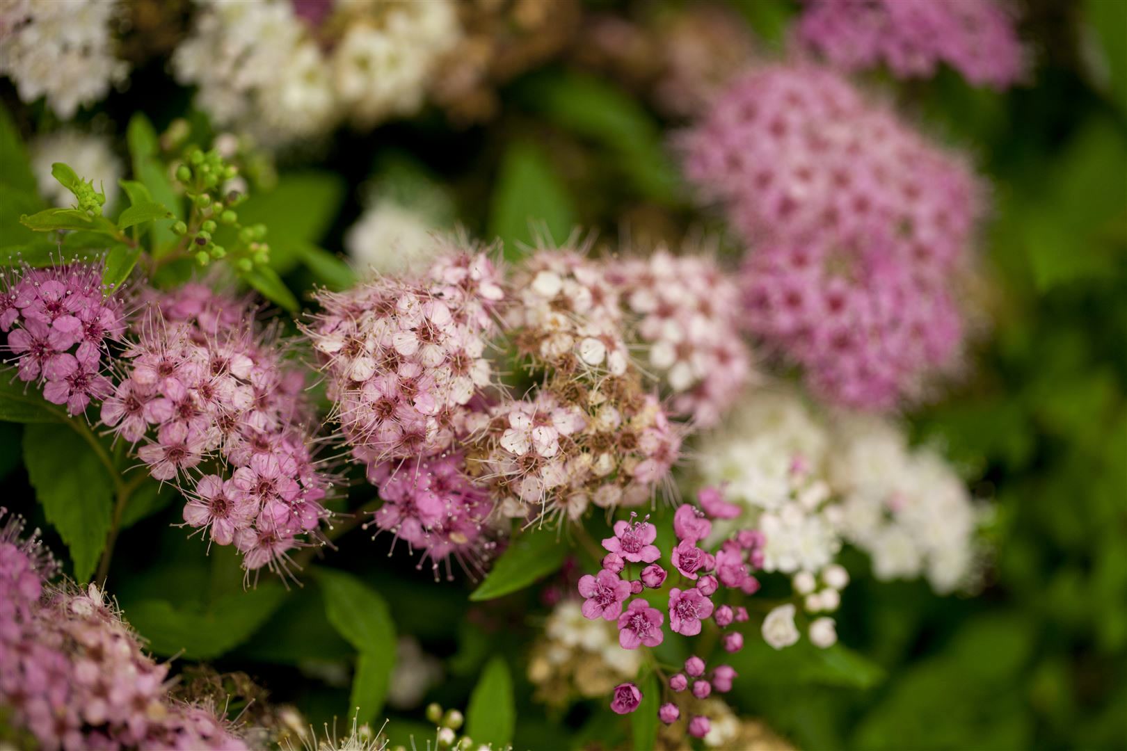 Spiraea japonica 'Shirobana', Japanische Spiere, mehrfarbig, 30&ndash;40 cm - Bild 1