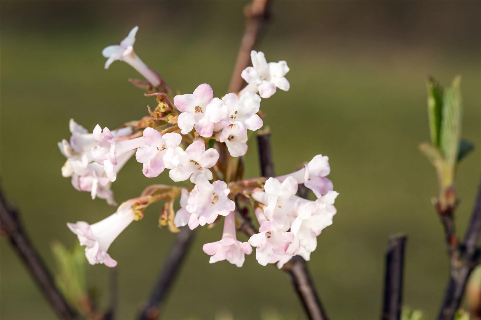 Viburnum bodnantense 'Charles Lamont', Duftschneeball, rosa, 40&ndash;60 cm - Bild 1