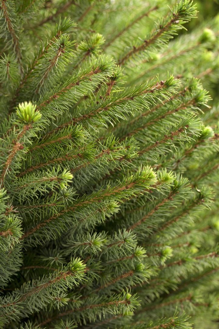 Picea omorika, Serbische Fichte, 100&ndash;125 cm - Bild 1