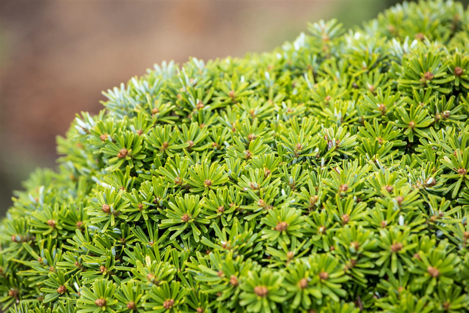 Abies koreana 'Kristallkugel', Tanne, kompakt, 15&ndash;20 cm - Bild 1
