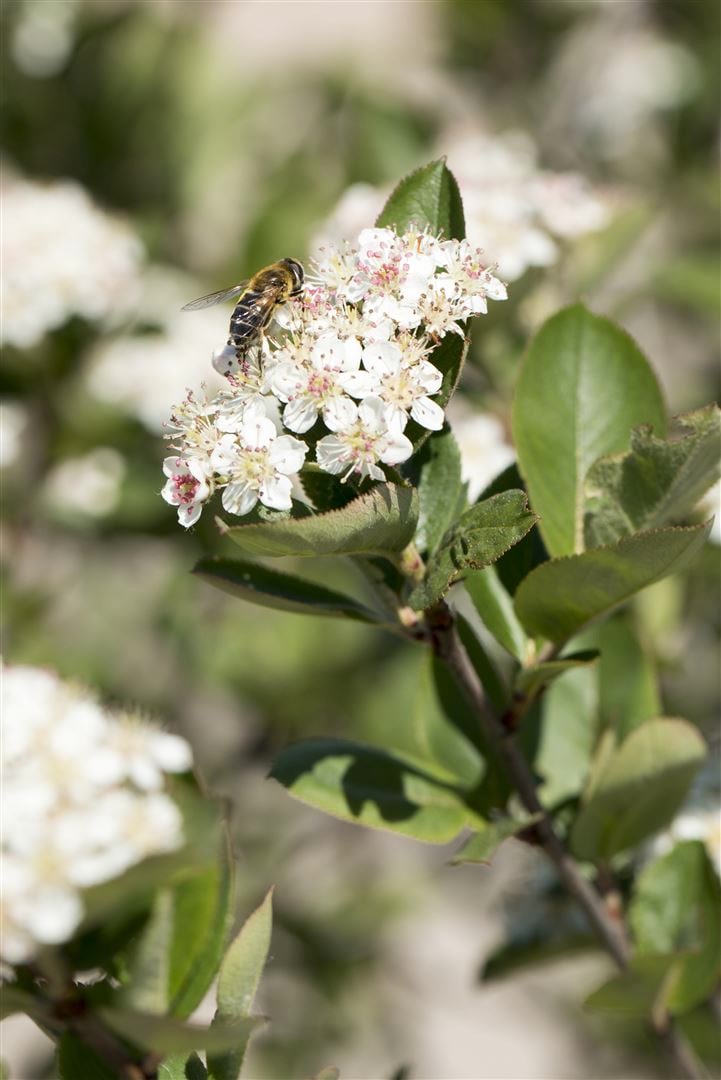 Aronia prunifolia 'Nero', Apfelbeere, schwarz, 40&ndash;60 cm - Bild 1