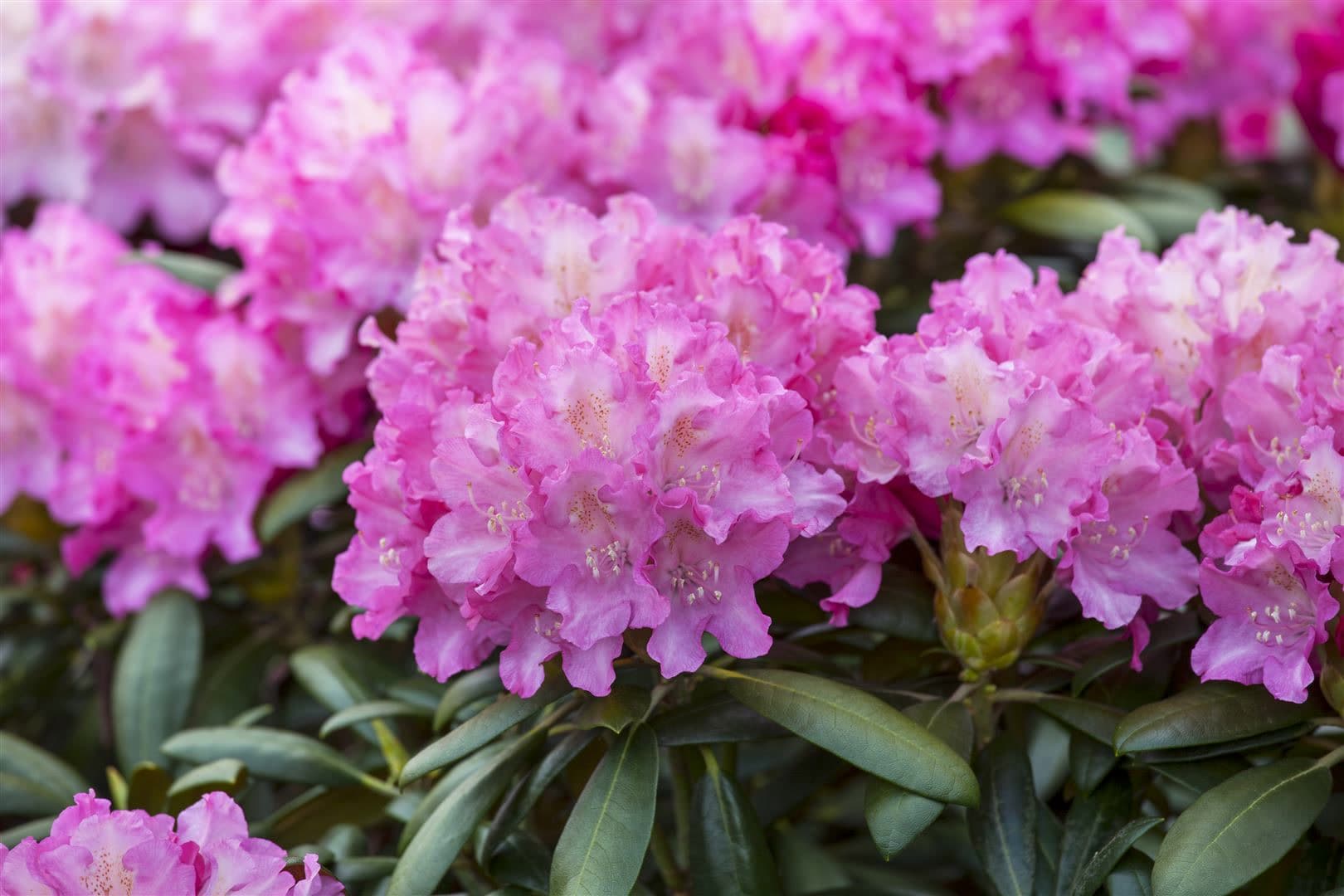 Rhododendron Hybr. 'Anastasia', Rhododendron, rosa Bl&uuml;ten, 30&ndash;40 cm - Bild 1