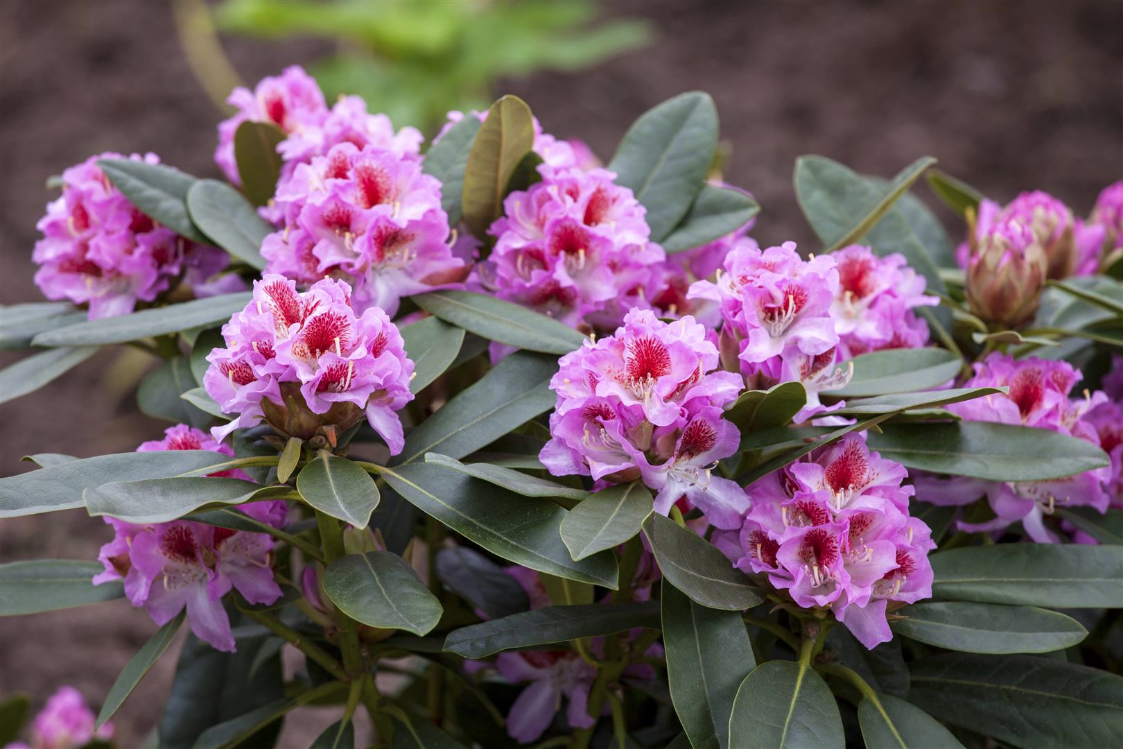 Rhododendron Hybr. 'Belami', Rhododendron, 30&ndash;40 cm - Bild 1