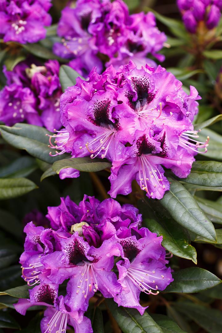 Rhododendron Hybr. 'Blaue Jungs', blau, 40&ndash;50 cm - Bild 1