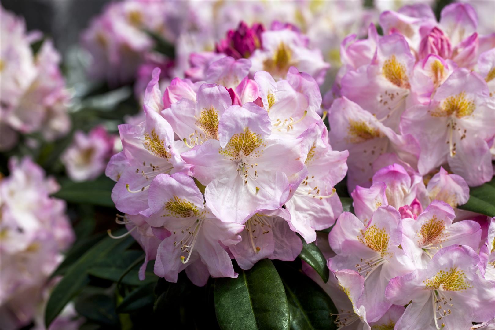 Rhododendron Hybr. 'Brigitte', rosa Bl&uuml;ten, 30&ndash;40 cm - Bild 1