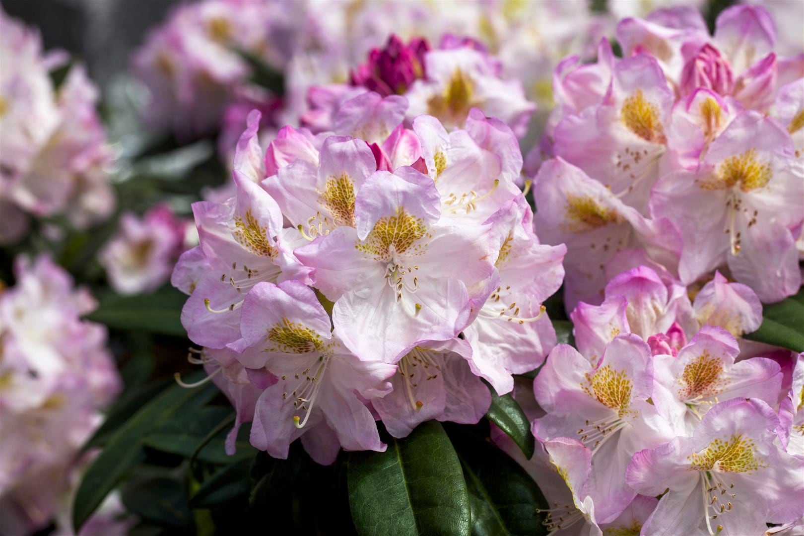 Rhododendron Hybr. 'Brigitte', Rhododendron, rosa Bl&uuml;ten, 40&ndash;50 cm - Bild 1