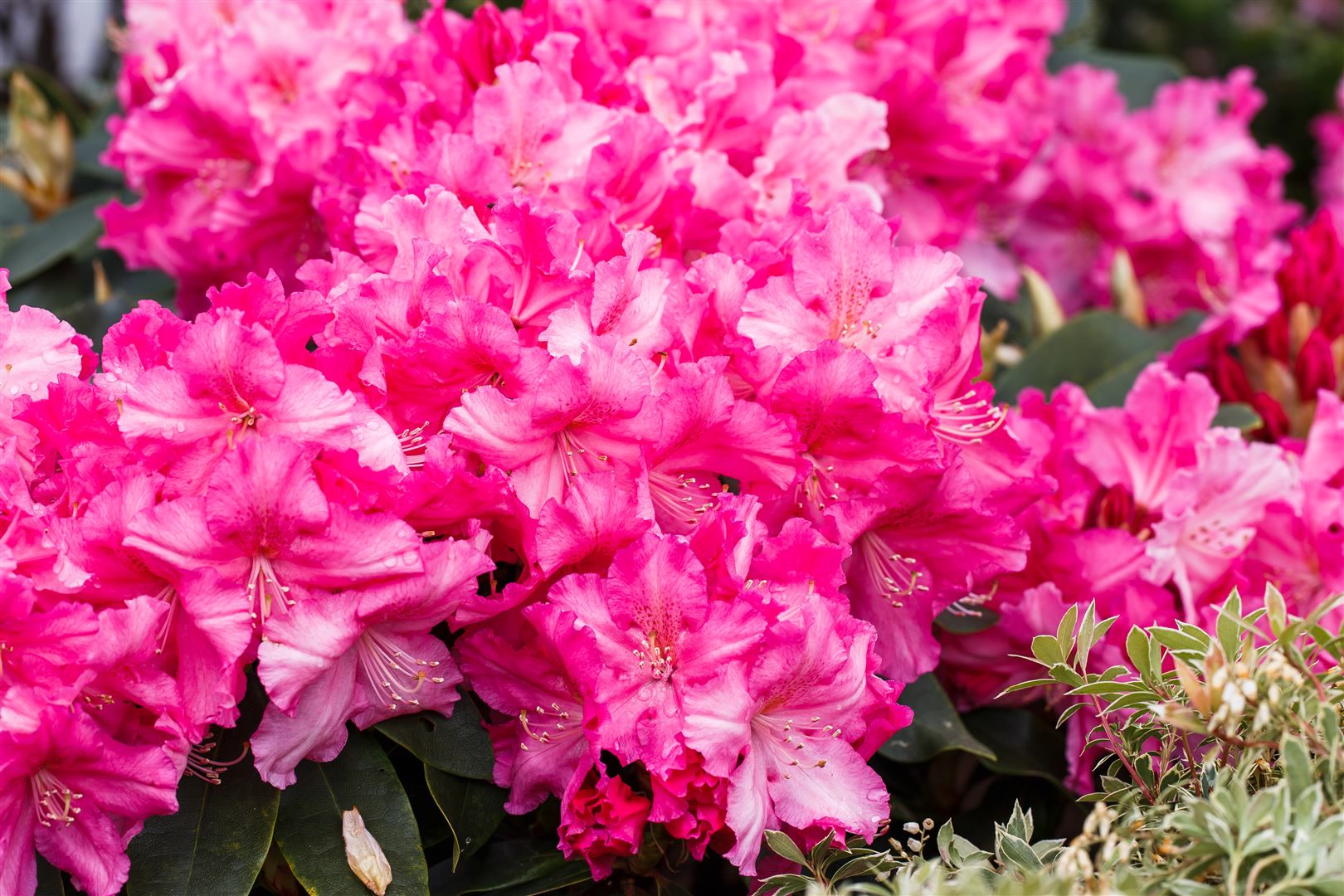 Rhododendron Hybr. 'Caruso', Rhododendron, rot, 30&ndash;40 cm - Bild 1
