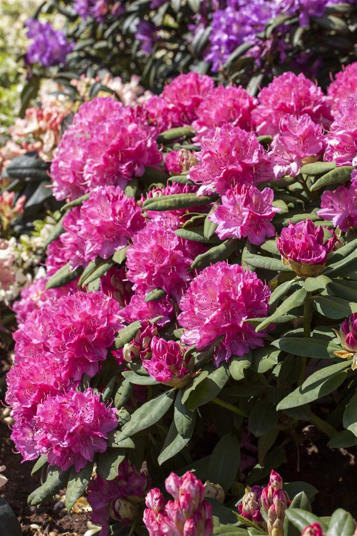 Rhododendron Hybr. 'Catharine van Tol', immergr&uuml;n, rosa Bl&uuml;ten, 40&ndash;50 cm - Bild 1
