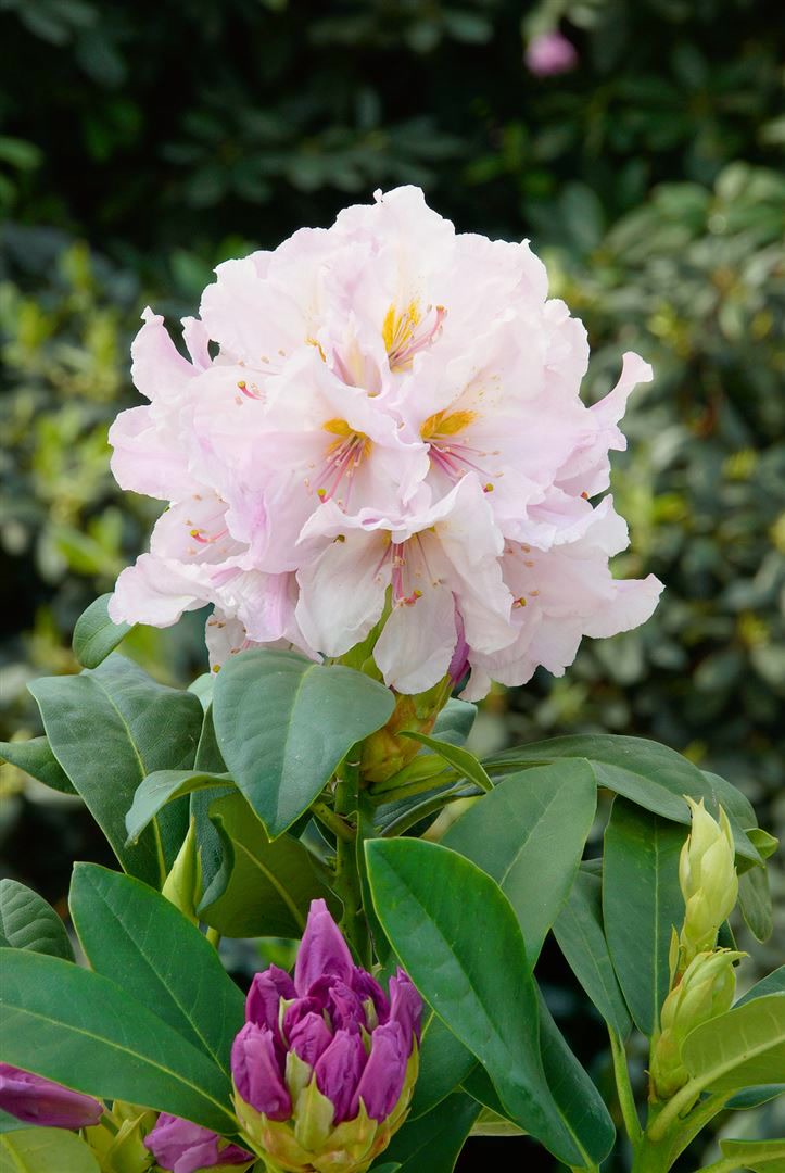 Rhododendron Hybr. 'Eskimo', wei&szlig;, 30&ndash;40 cm - Bild 1