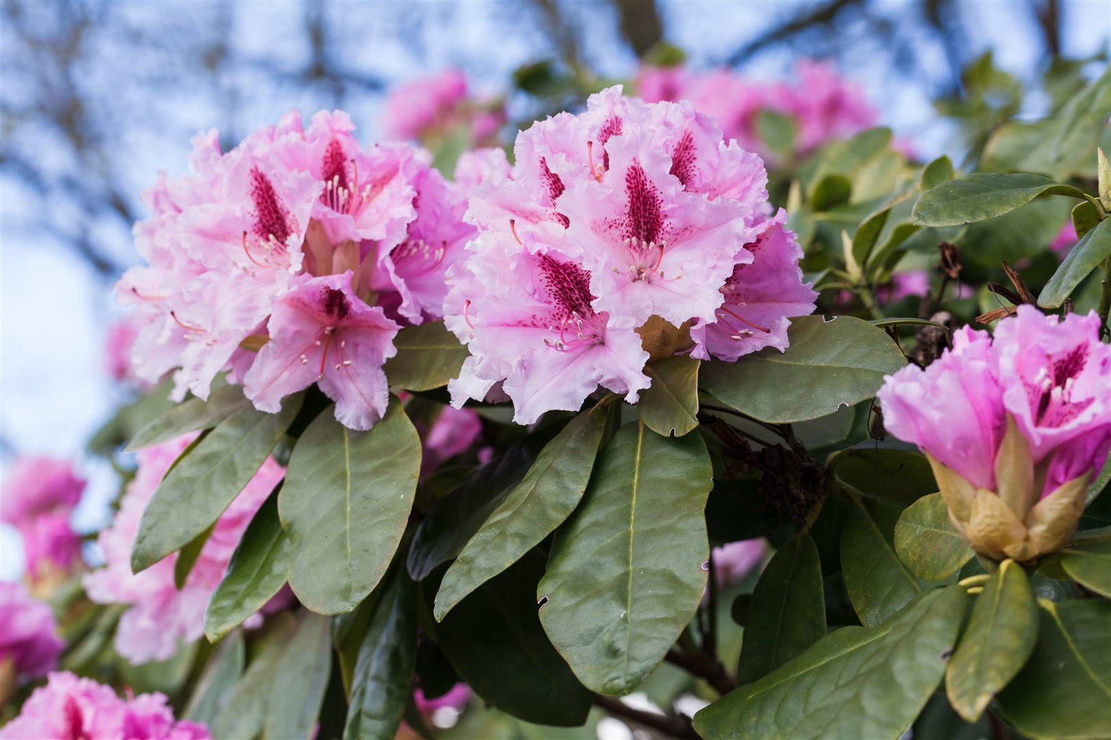 Rhododendron Hybr. 'Holstein', Rhododendron, rot, 30&ndash;40 cm - Bild 1